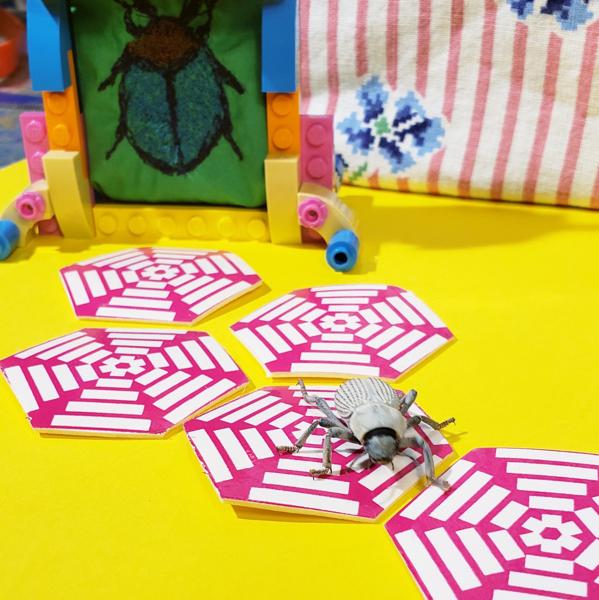 blue beetle on pink hexagon tiles